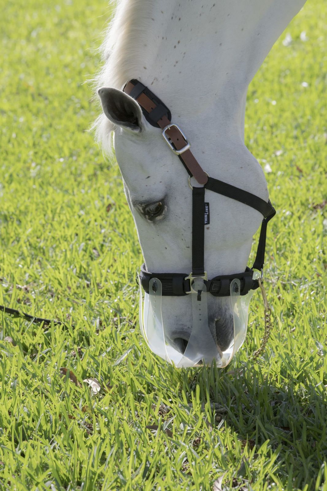 ThinLine Halters