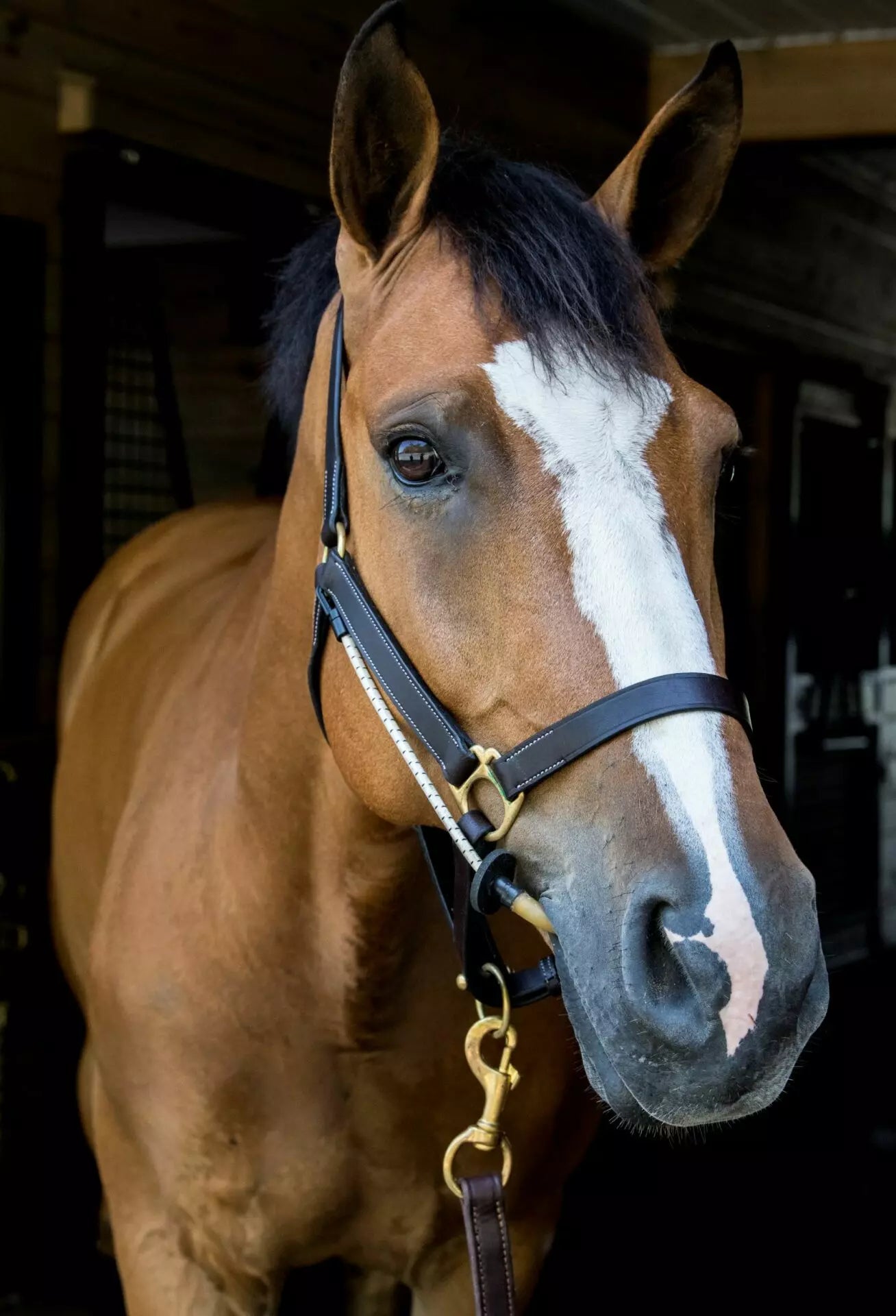 ThinLine Busy Buddy For Halter