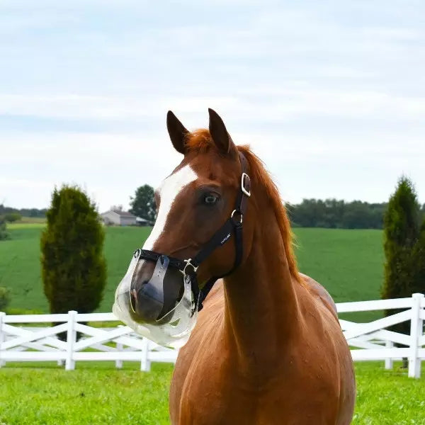 Flexible Filly Grazing Muzzles