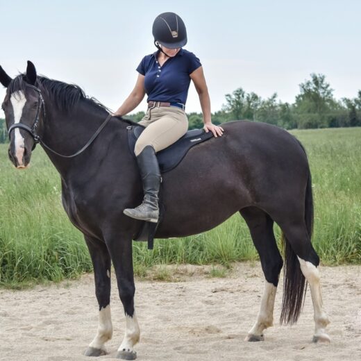 Bitless Noseband