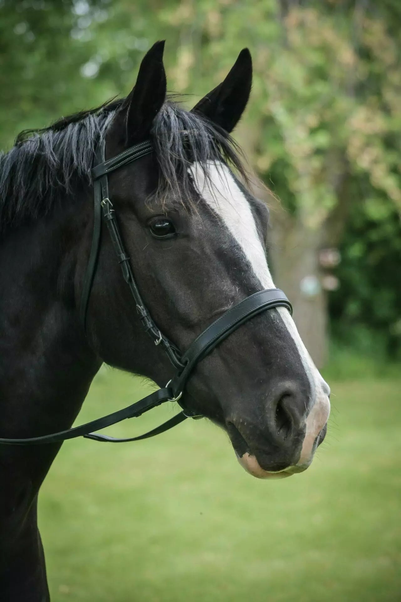 Bitless Noseband